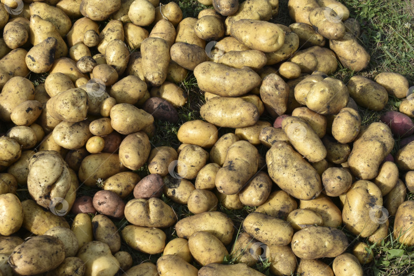 Скачать Копка картофеля. Желтые клубни картофеля. Куча выкопанного желтого картофеля. Новый урожай картофеля. фотосток Ozero