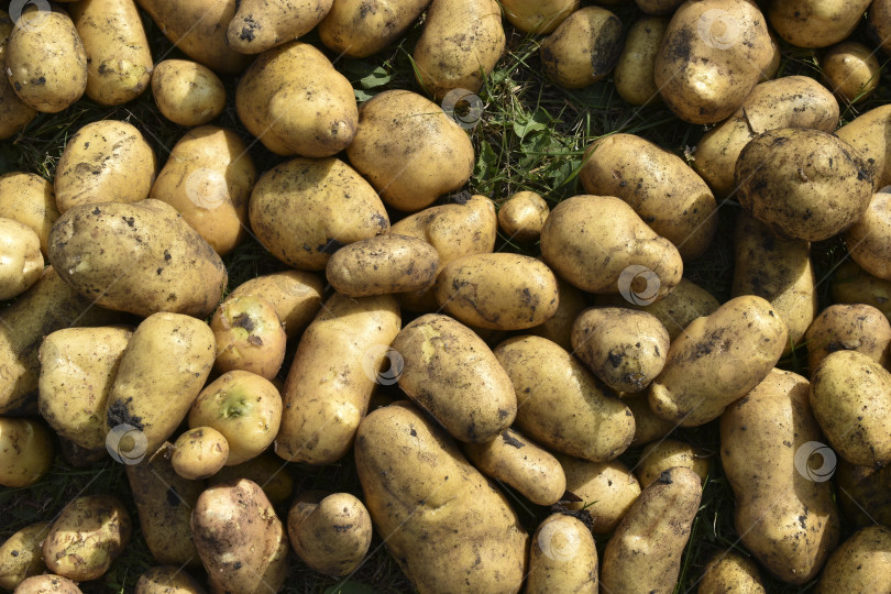 Скачать Копка картофеля. Желтые клубни картофеля. Куча выкопанного желтого картофеля. Новый урожай картофеля. фотосток Ozero