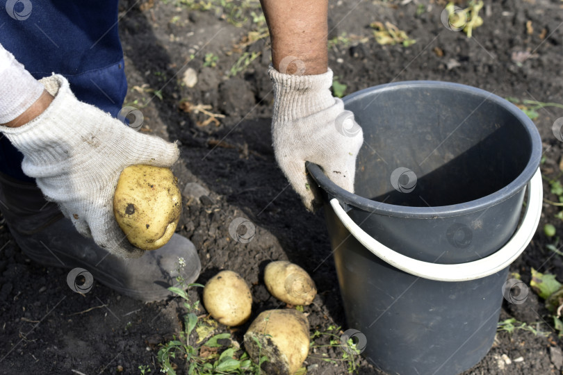 Скачать Копаем картошку. Рука берет картофелину. Желтые клубни картофеля. фотосток Ozero