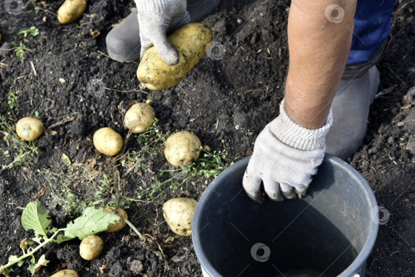 Скачать Копаем картошку. Рука берет картофелину. Желтые клубни картофеля. фотосток Ozero
