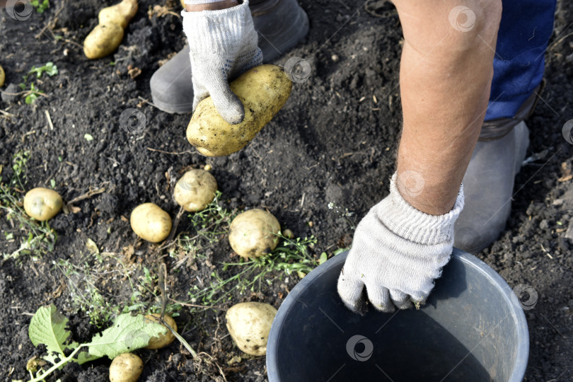Скачать Копаем картошку. Рука берет картофелину. Желтые клубни картофеля. фотосток Ozero