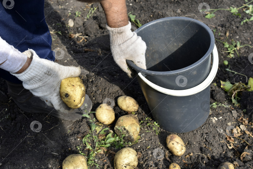 Скачать Копаем картошку. Рука берет картофелину. Желтые клубни картофеля. фотосток Ozero