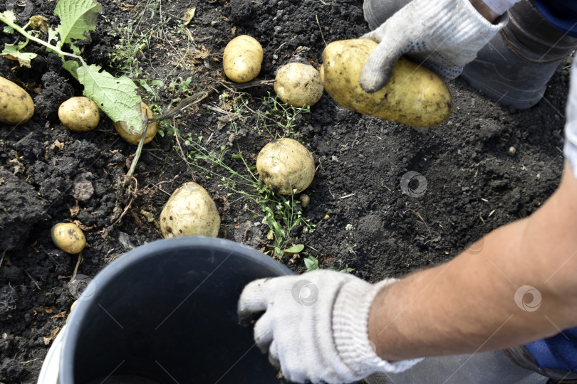 Скачать Копаем картошку. Рука берет картофелину. Желтые клубни картофеля. фотосток Ozero