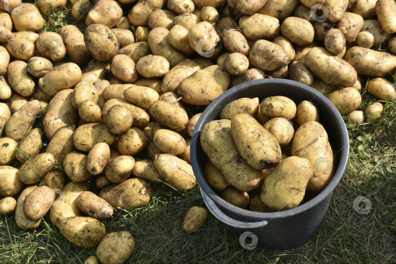 Скачать Копка картофеля. Желтые клубни картофеля в ведре. Сбор клубней картофеля. фотосток Ozero