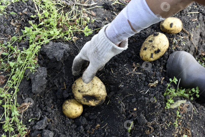 Скачать Копаем картошку. Рука берет картофелину. Желтые клубни картофеля. фотосток Ozero