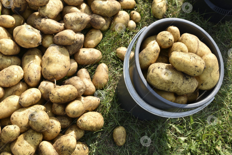 Скачать Копка картофеля. Желтые клубни картофеля в ведре. Сбор клубней картофеля. фотосток Ozero