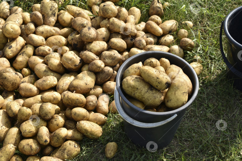 Скачать Копка картофеля. Желтые клубни картофеля в ведре. Сбор клубней картофеля. фотосток Ozero