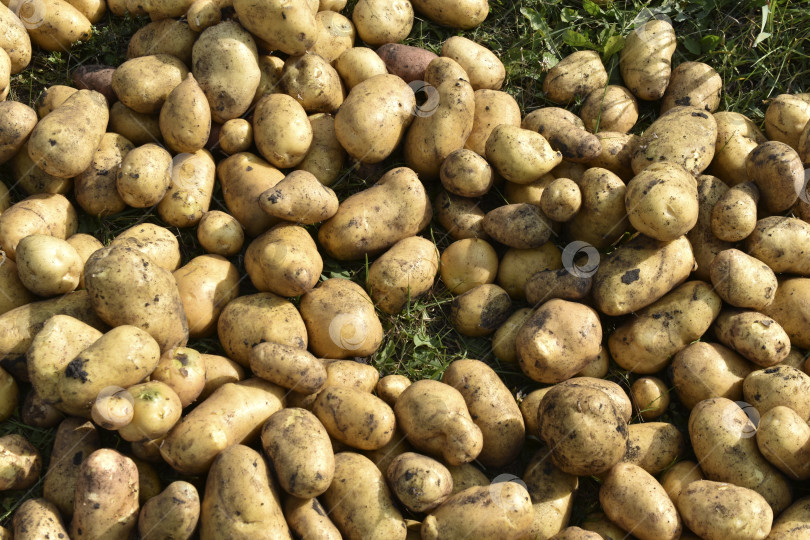 Скачать Копка картофеля. Желтые клубни картофеля. Куча выкопанного желтого картофеля. Новый урожай картофеля. фотосток Ozero