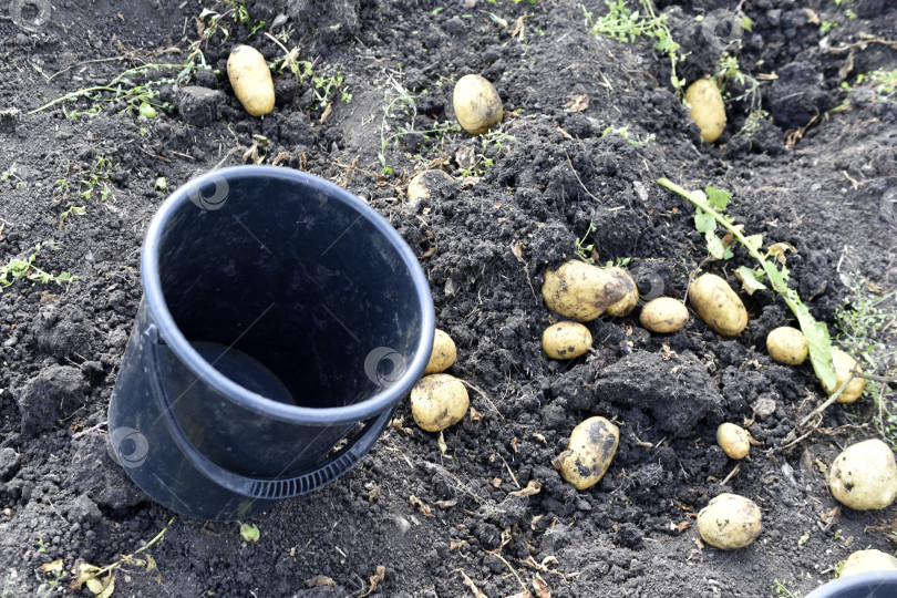 Скачать Копаем картошку. Ведра с картошкой в поле. Желтые клубни картофеля. фотосток Ozero