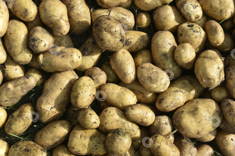 Скачать Копка картофеля. Желтые клубни картофеля. Куча выкопанного желтого картофеля. Новый урожай картофеля. фотосток Ozero