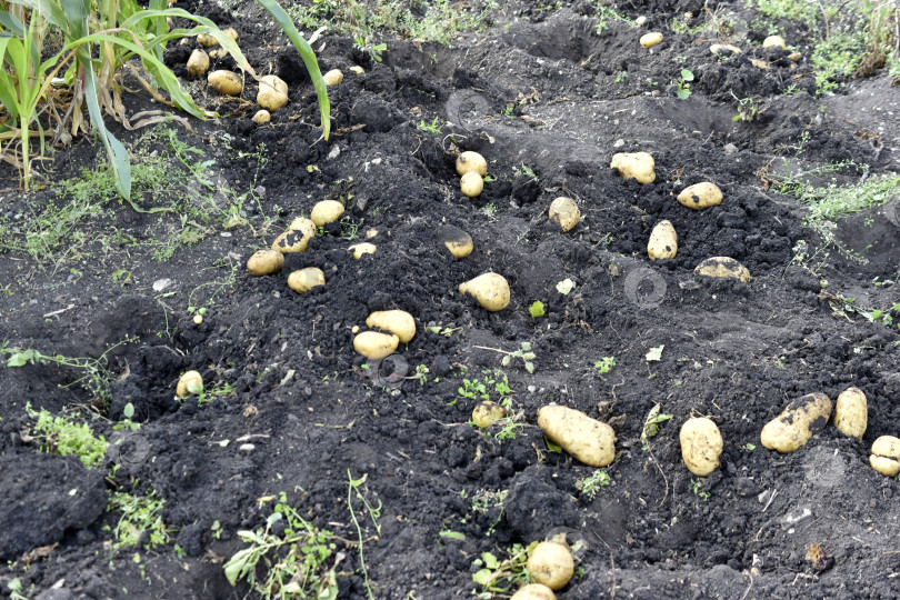 Скачать Копаем картофель. Желтые клубни картофеля в земле. фотосток Ozero