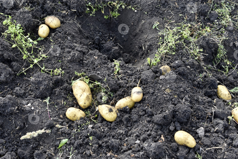 Скачать Копаем картошку. Желтые клубни картофеля в земле. фотосток Ozero