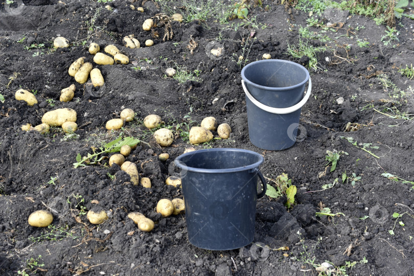 Скачать Копаем картошку. Ведра с картошкой в поле. Желтые клубни картофеля. фотосток Ozero