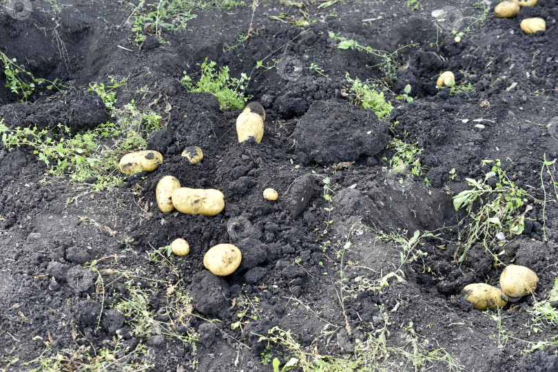 Скачать Копаем картошку. Желтые клубни картофеля в земле. фотосток Ozero