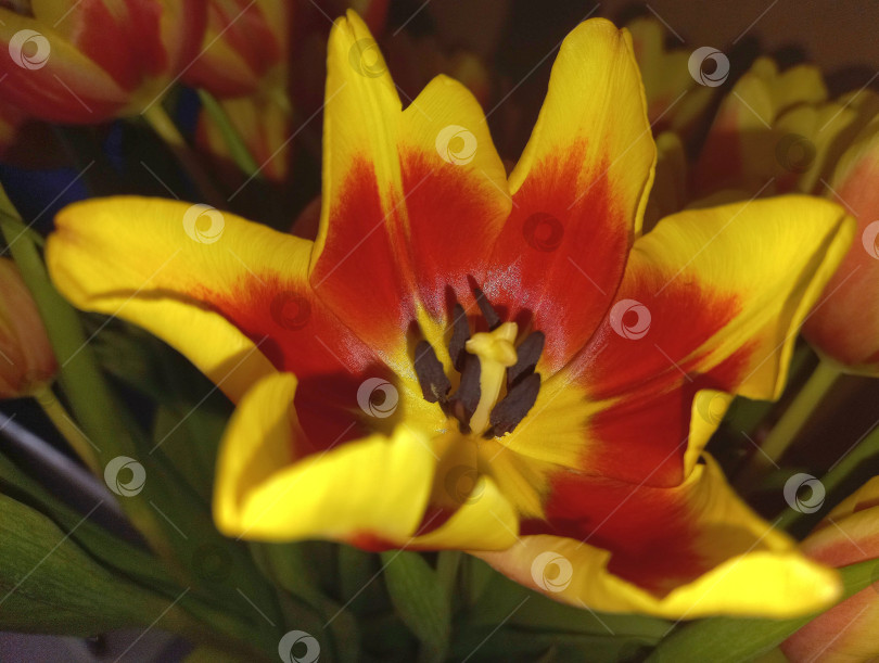 Скачать Раскрывшийся бутон желто-красного тюльпана крупным планом фотосток Ozero