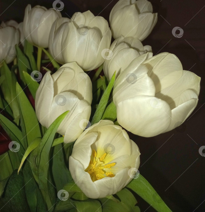 Скачать Букет белых тюльпанов крупным планом фотосток Ozero
