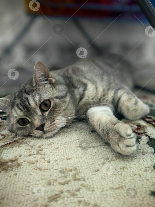 Скачать Задумчивый британский короткошёрстный кот лежит на ковре фотосток Ozero