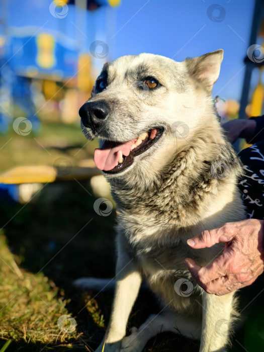 Скачать Беспородная крупная собака с разноцветными глазами рядом с хозяйкой фотосток Ozero