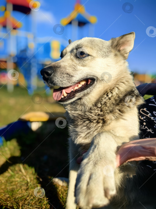 Скачать Беспородная крупная собака с разноцветными глазами подает лапу хозяйке фотосток Ozero