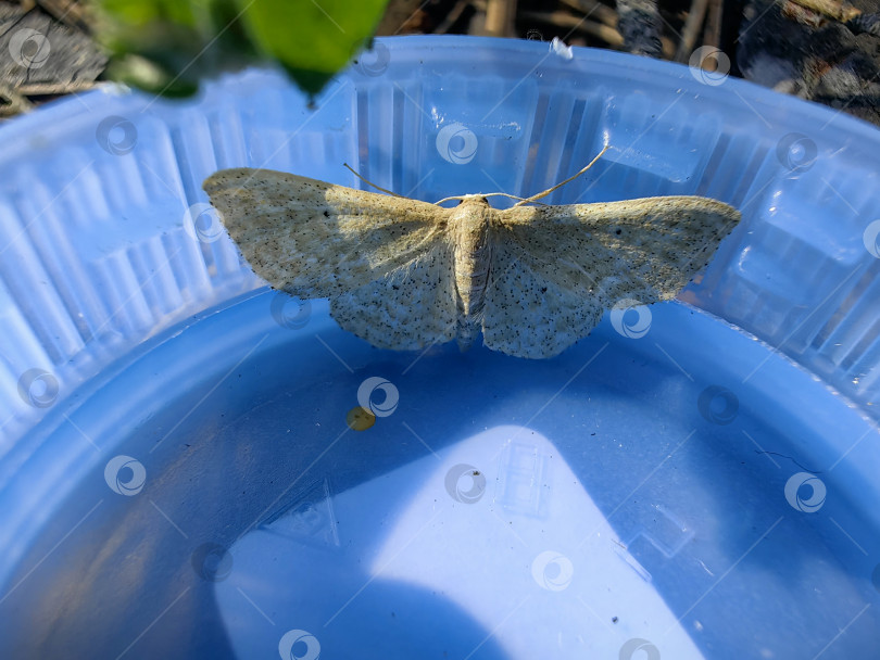 Скачать Бабочка пяденица фотосток Ozero