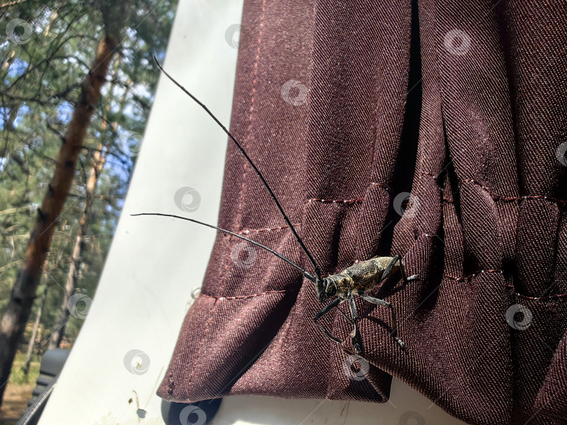 Скачать Жук усач сосновый фотосток Ozero