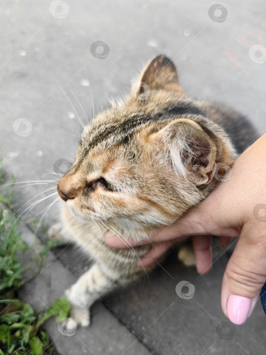 Скачать Трехцветная кошка трется о женскую руку фотосток Ozero