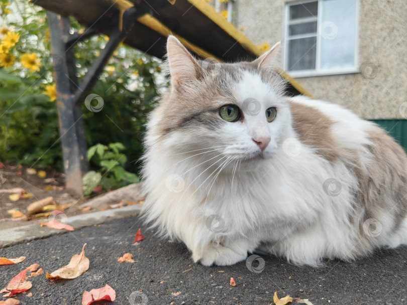 Скачать Двухцветная кошка у подъезда многоквартирного дома фотосток Ozero
