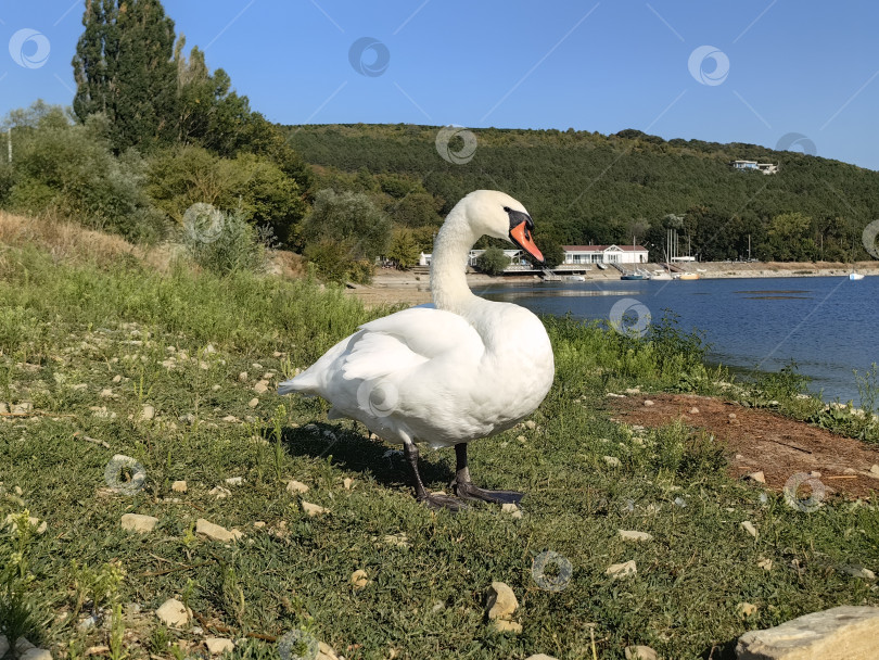 Скачать Белый лебедь на берегу озера Абрау-Дюрсо фотосток Ozero