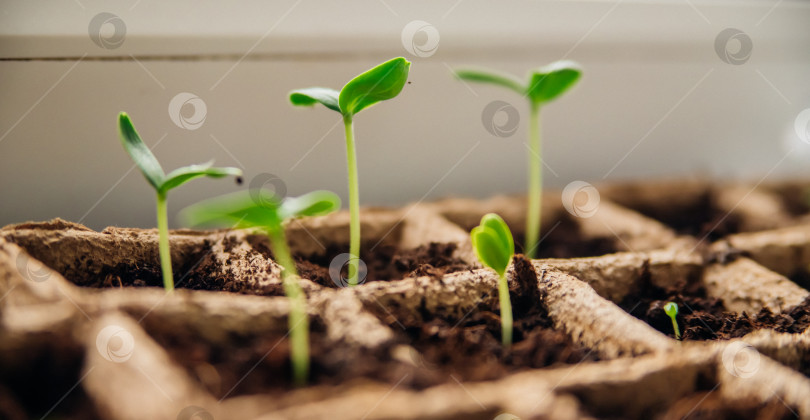 Скачать Рассада овощей в торфяных стаканчиках на подоконнике. Проращивание огурцов и помидоров из семян. фотосток Ozero