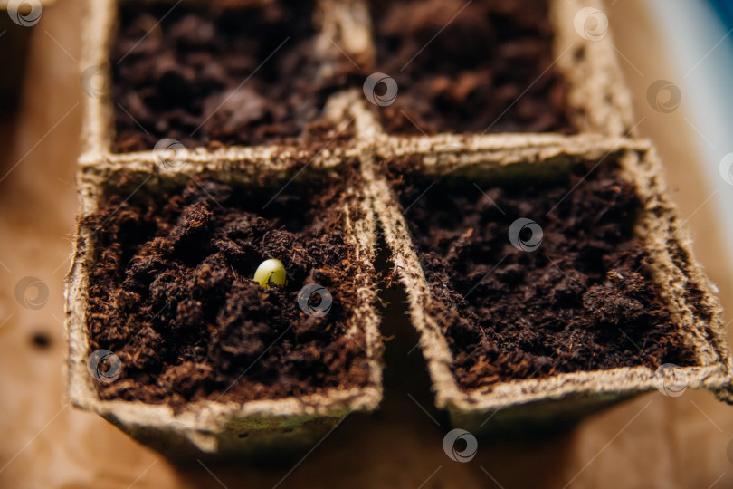Скачать Рассада овощей в торфяных стаканчиках на подоконнике. Проращивание огурцов и помидоров из семян. фотосток Ozero