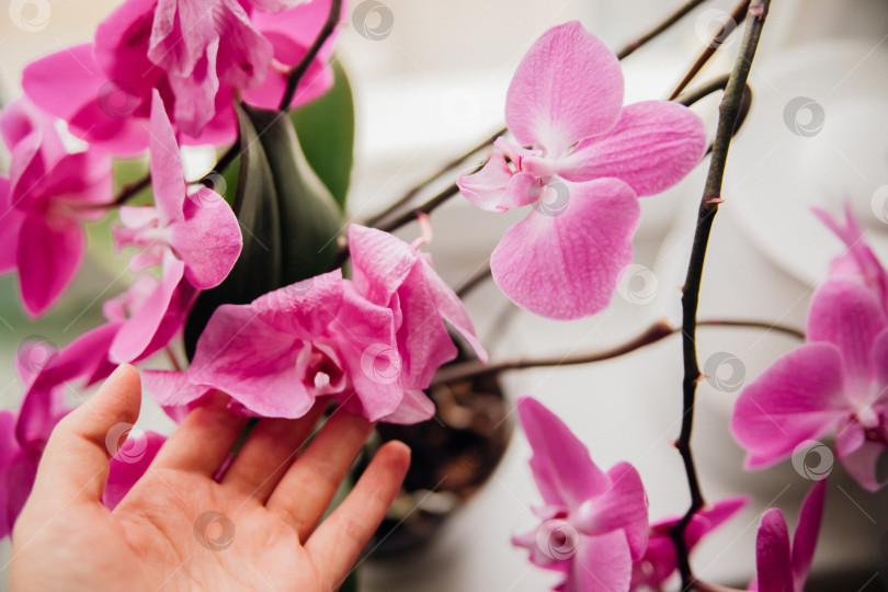 Скачать Увядшие сиреневые орхидеи и увядшие лепестки, на подоконнике у окна - увядающие цветы. фотосток Ozero