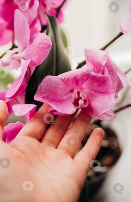 Скачать Увядшие сиреневые орхидеи и увядшие лепестки, на подоконнике у окна - увядающие цветы. фотосток Ozero