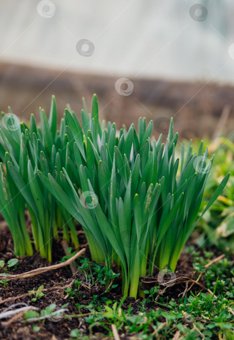 Скачать Побеги цветка нарцисса. Из земли пробиваются зеленые маленькие стебельки. Весенний цветок. фотосток Ozero
