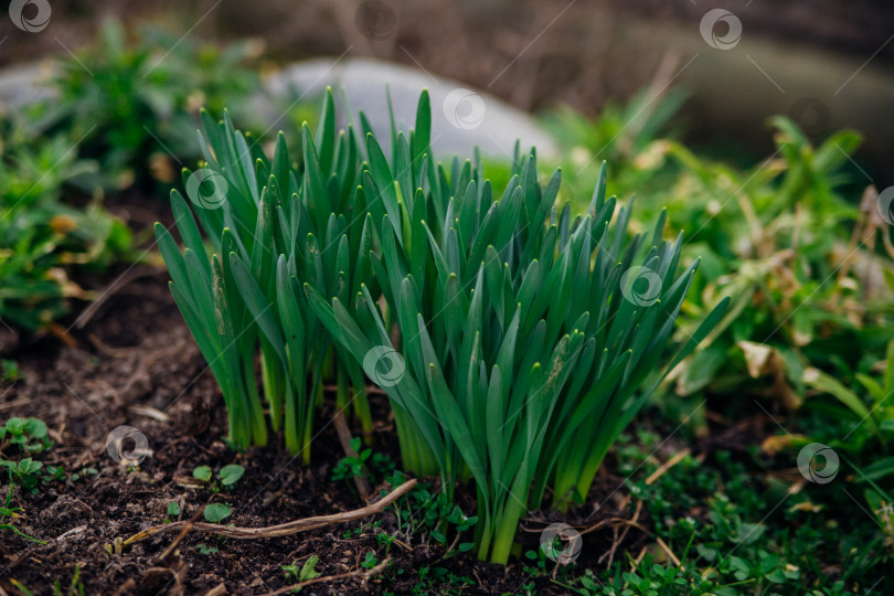 Скачать Побеги цветка нарцисса. Из земли пробиваются зеленые маленькие стебельки. Весенний цветок. фотосток Ozero