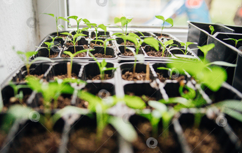 Скачать Рассада в горшочках. Садоводство и огородничество в весенний сезон. фотосток Ozero