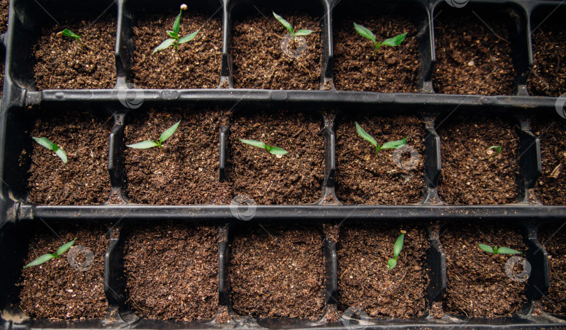 Скачать Рассада в горшочках. Садоводство и огородничество в весенний сезон. фотосток Ozero