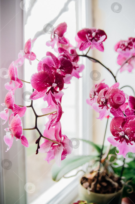 Скачать Розовый цветок и листья орхидеи фаленопсис в цветочном горшке на подоконнике в доме. Уход за комнатным растением. фотосток Ozero