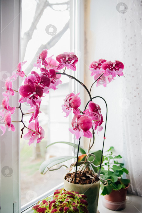 Скачать Розовый цветок и листья орхидеи фаленопсис в цветочном горшке на подоконнике в доме. Уход за комнатным растением. фотосток Ozero