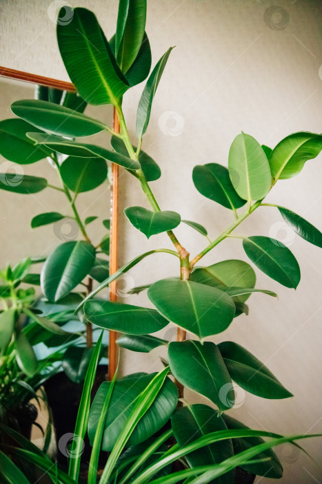 Скачать Комнатный фикус на фоне светлой стены. Крупные листья. Концепция домашнего садоводства, хобби. фотосток Ozero