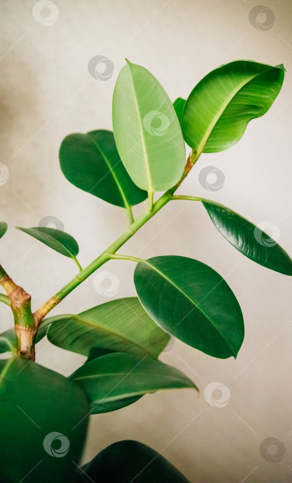 Скачать Комнатный фикус на фоне светлой стены. Крупные листья. Концепция домашнего садоводства, хобби. фотосток Ozero