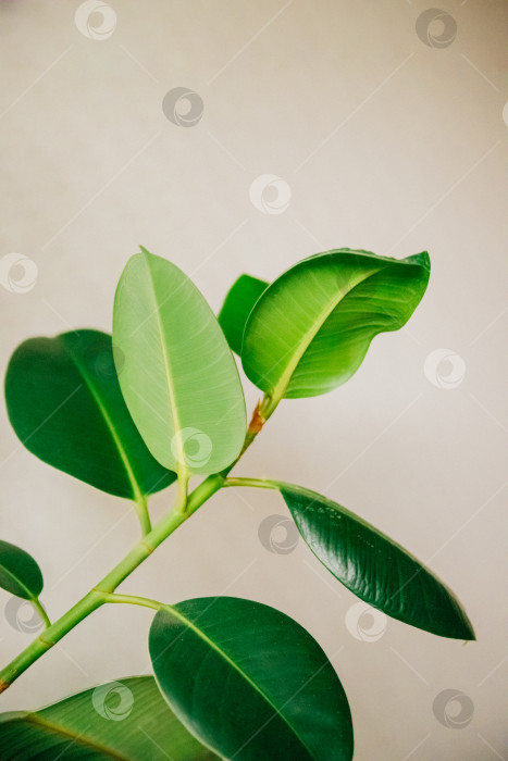 Скачать Комнатный фикус на фоне светлой стены. Крупные листья. Концепция домашнего садоводства, хобби. фотосток Ozero