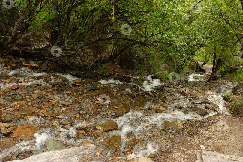 Скачать Летним днем широкое русло очень мелкой реки низвергается каскадом по плоским камням на опушке леса. фотосток Ozero