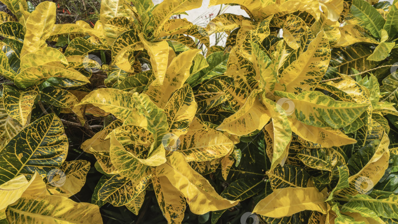 Скачать Яркие тропические растения Codiaeum variegatum croton. фотосток Ozero