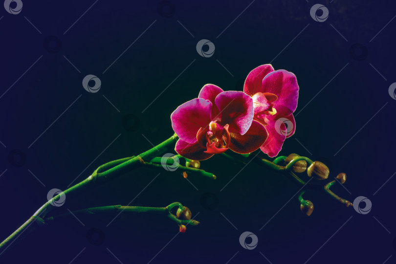 Скачать орхидея фотосток Ozero