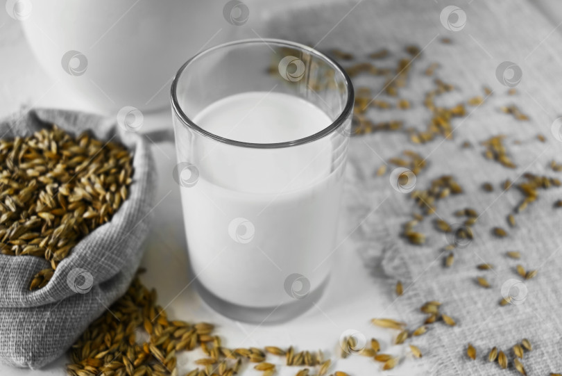 Скачать Веганское ячменное молоко в стакане и ячменные зерна в льняном пакете на белом натуральном столе, альтернативное немолочное молоко фотосток Ozero