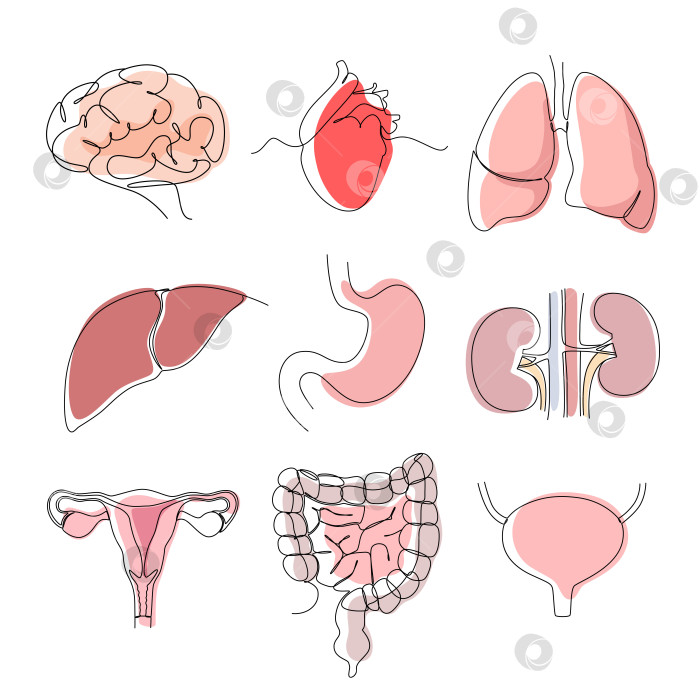 Скачать Набор человеческих органов на белом фоне фотосток Ozero