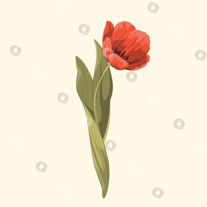 Скачать Красный тюльпан фотосток Ozero