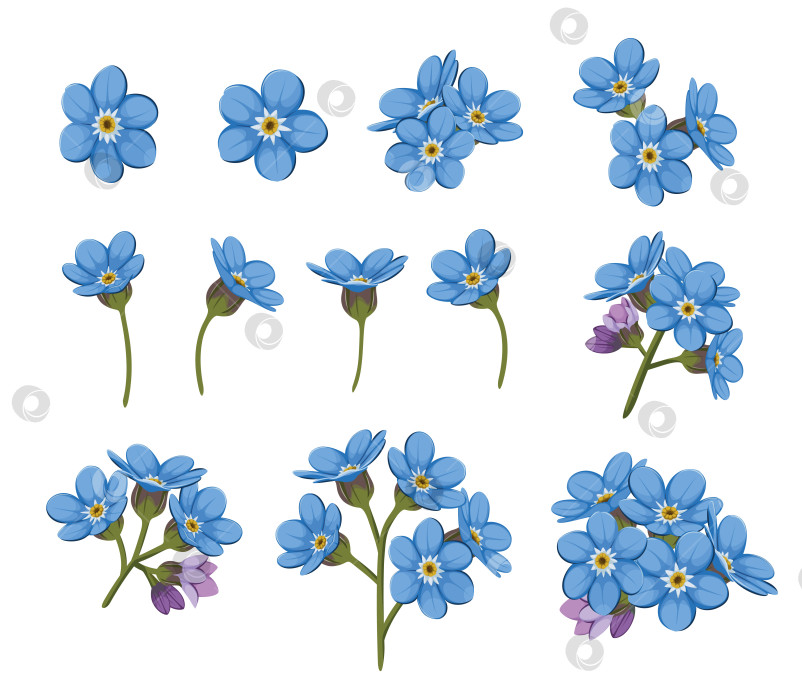 Скачать Букет из цветов незабудки на белом фоне фотосток Ozero