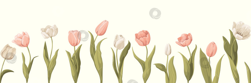 Скачать Бесшовная горизонтальная кайма с тюльпанами фотосток Ozero