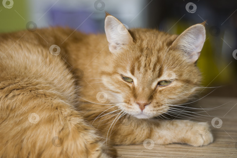 Скачать Портрет полосатого рыжего кота. Очаровательный питомец позирует. Симпатичное домашнее животное, естественное освещение. фотосток Ozero